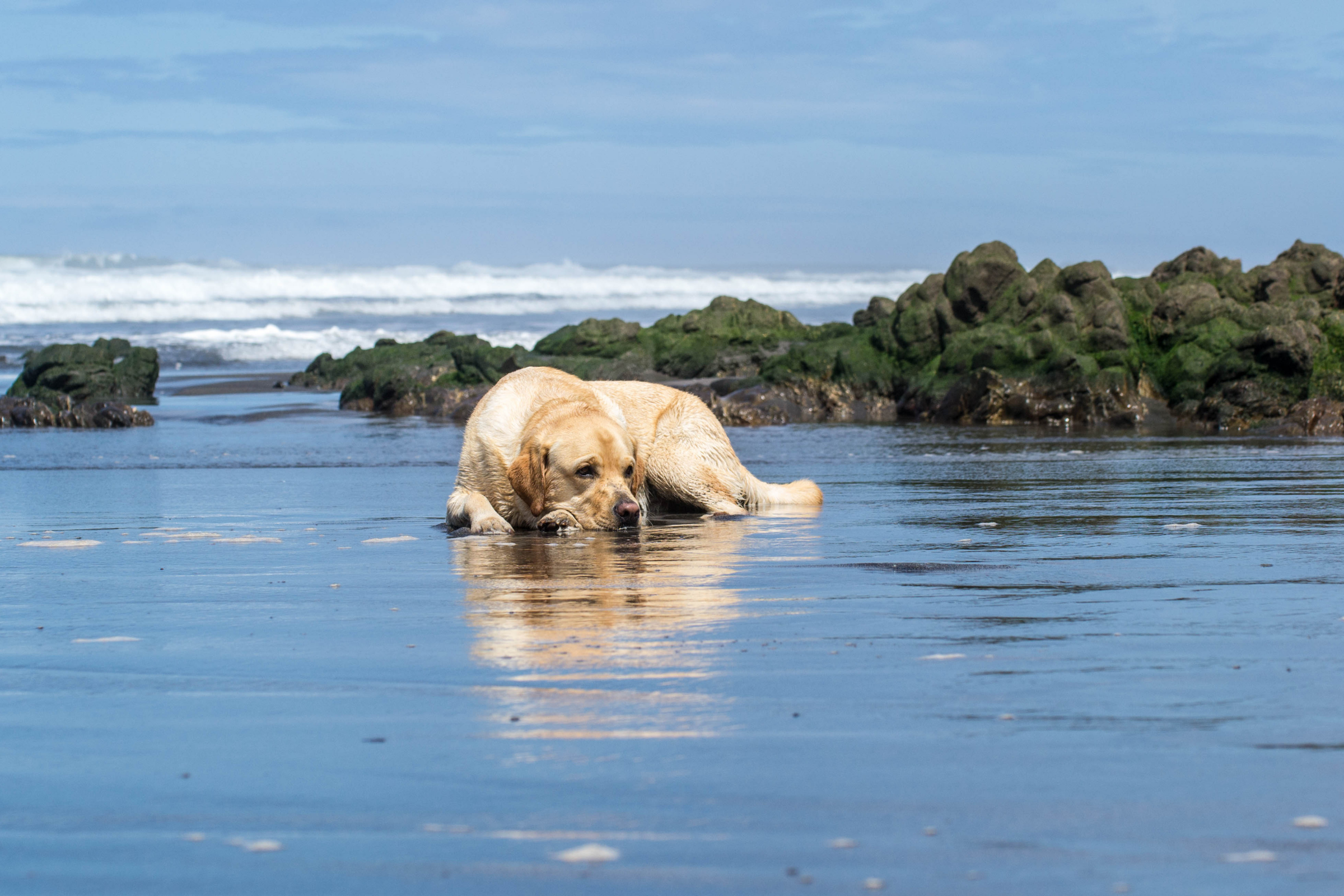 los perros camp (2).webp